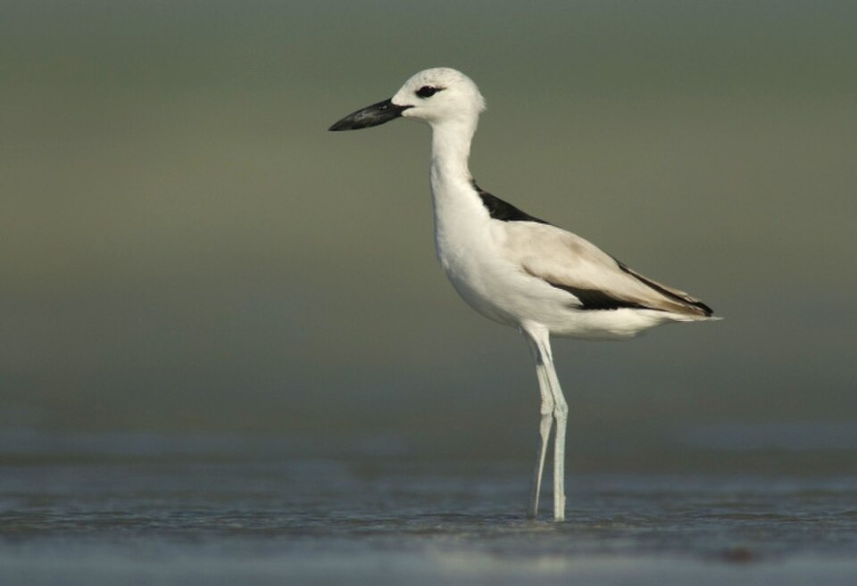 Crab-Plover