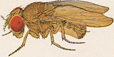 Pomace fly