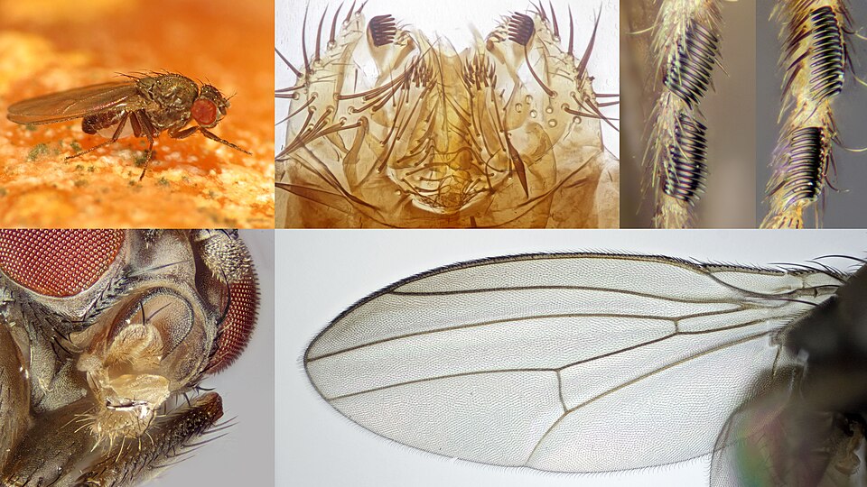 Drosophila subobscura