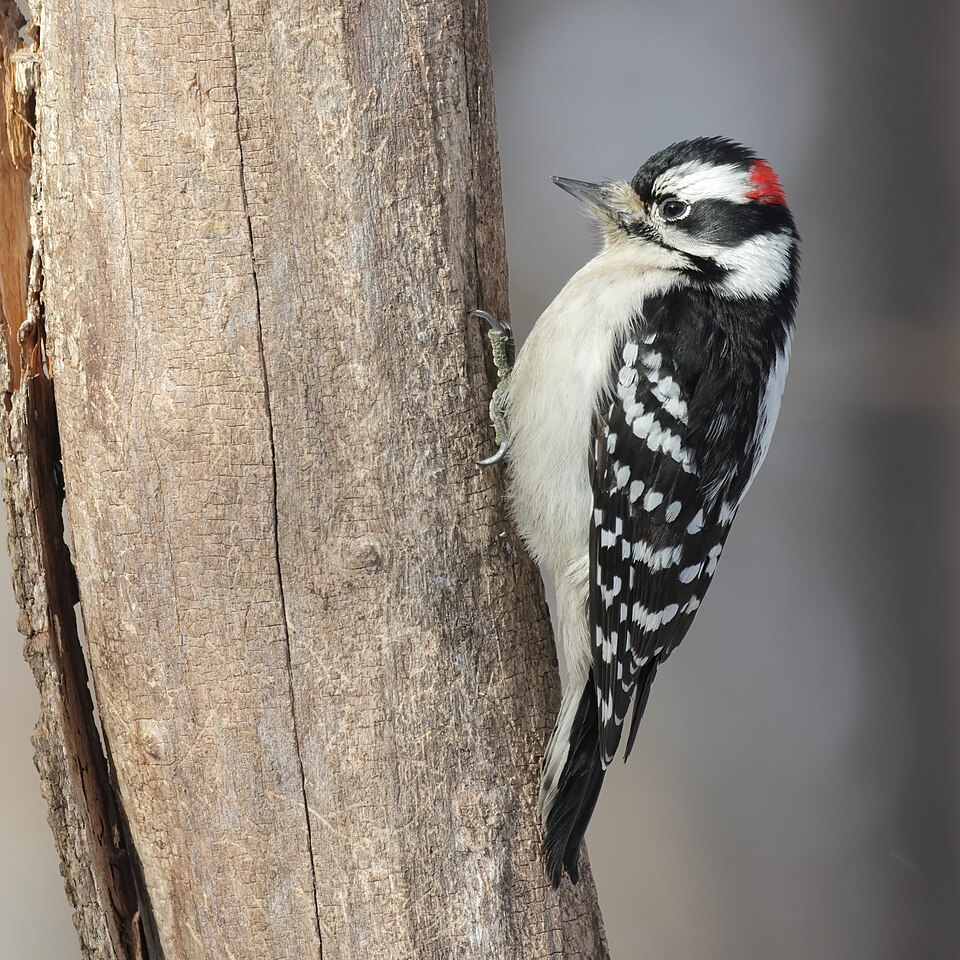 Downy Woodpecker