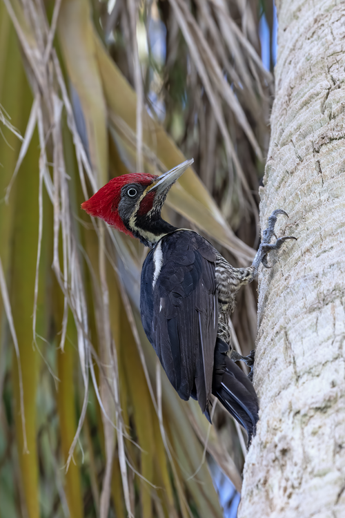 Lineated Woodpecker