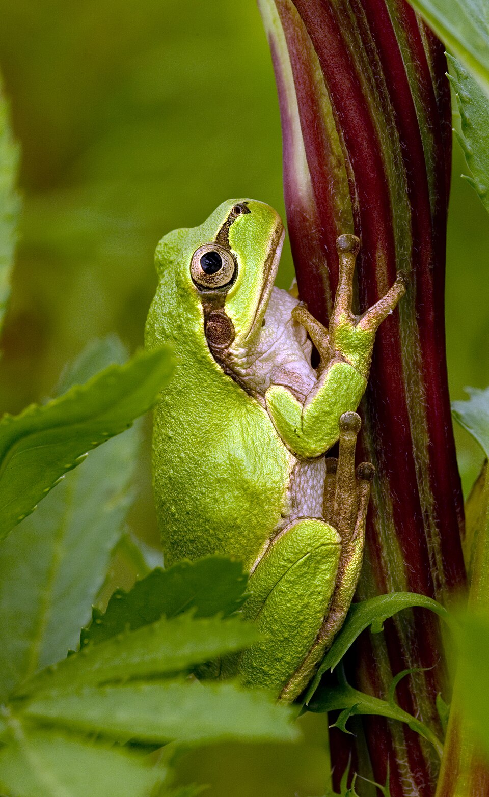 Japanese Treefrog