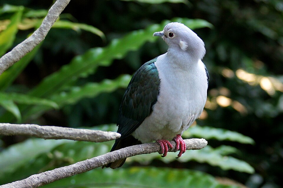 Green Imperial-Pigeon