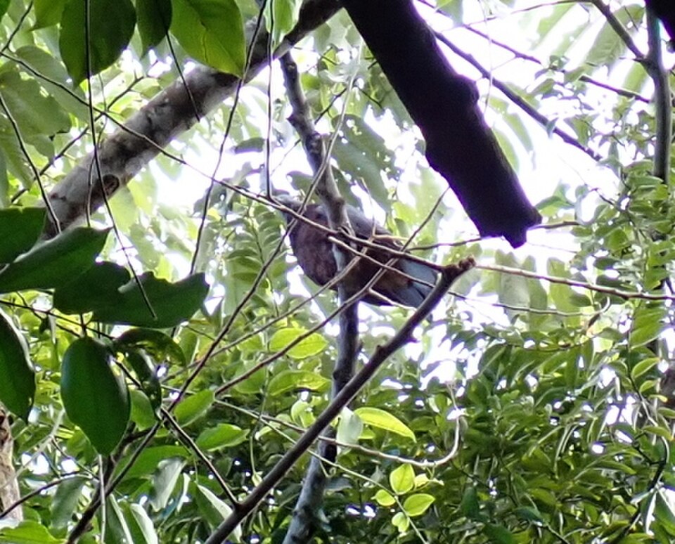 Baker's Imperial-Pigeon