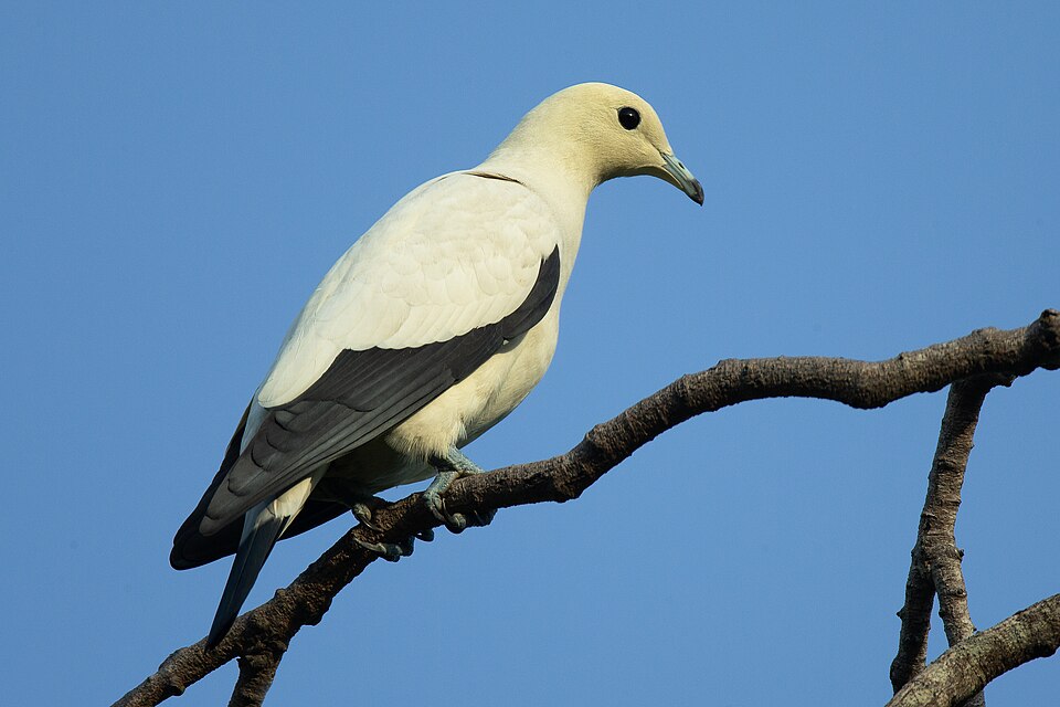 Pied Imperial-Pigeon