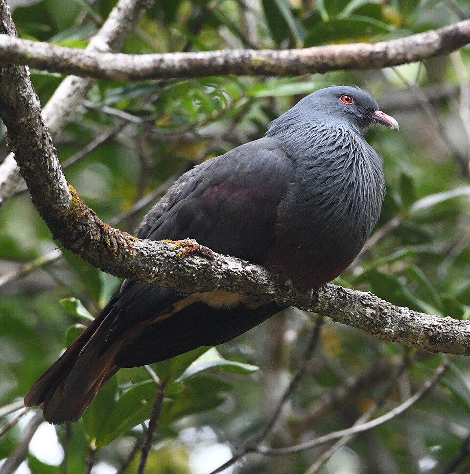 New Caledonian Imperial-Pigeon