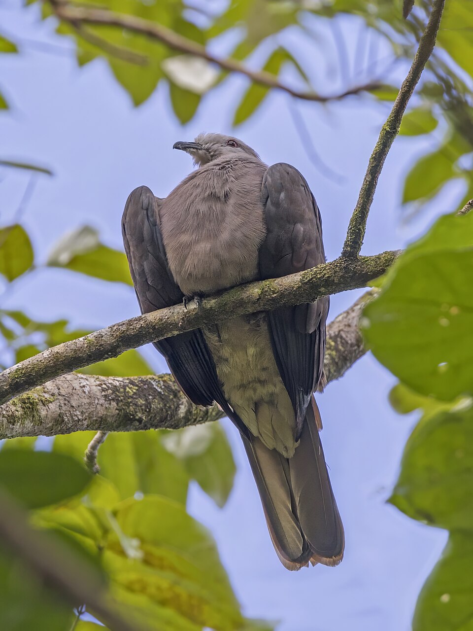Peale's Imperial-Pigeon