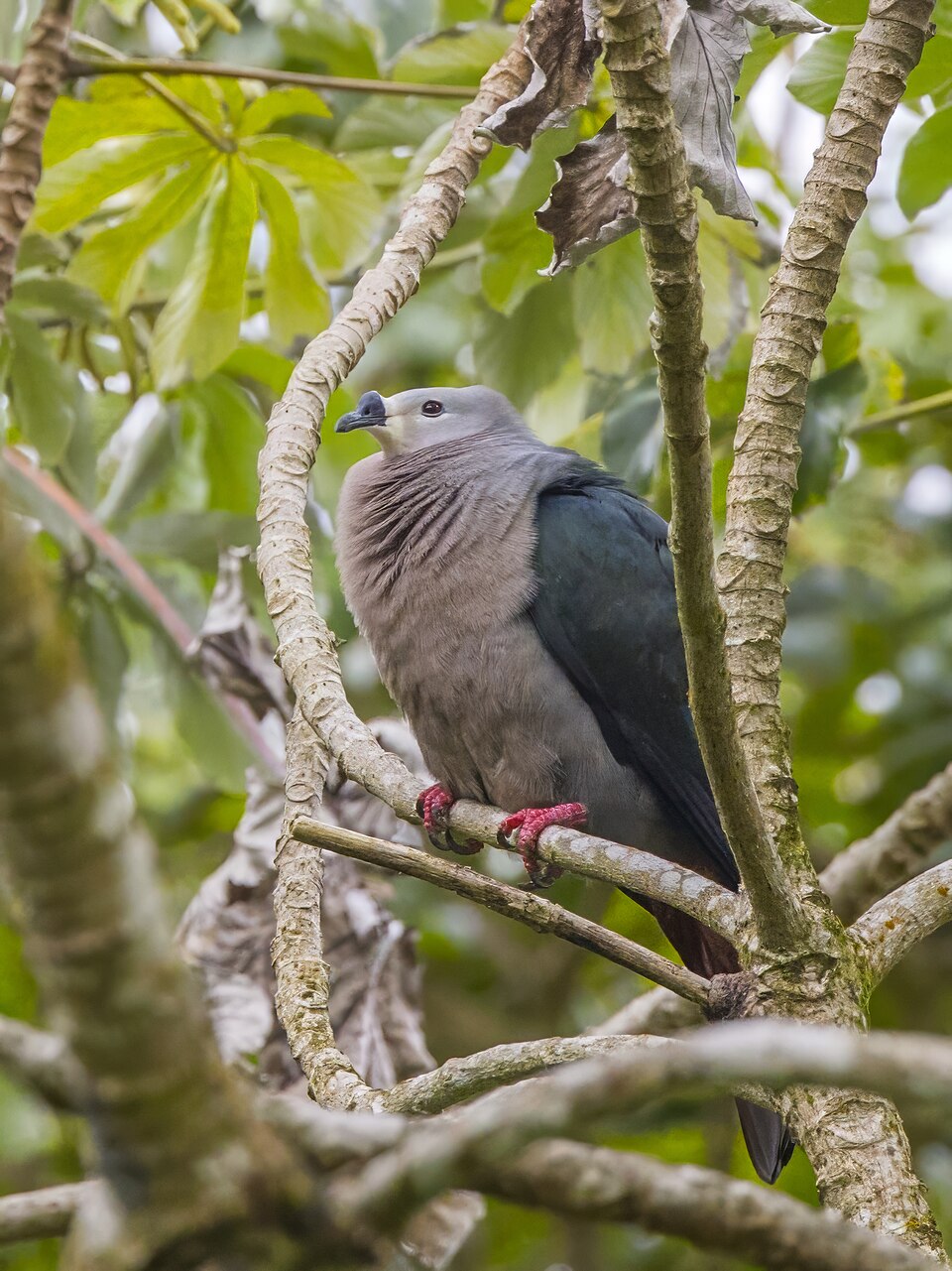 Pacific Imperial-Pigeon