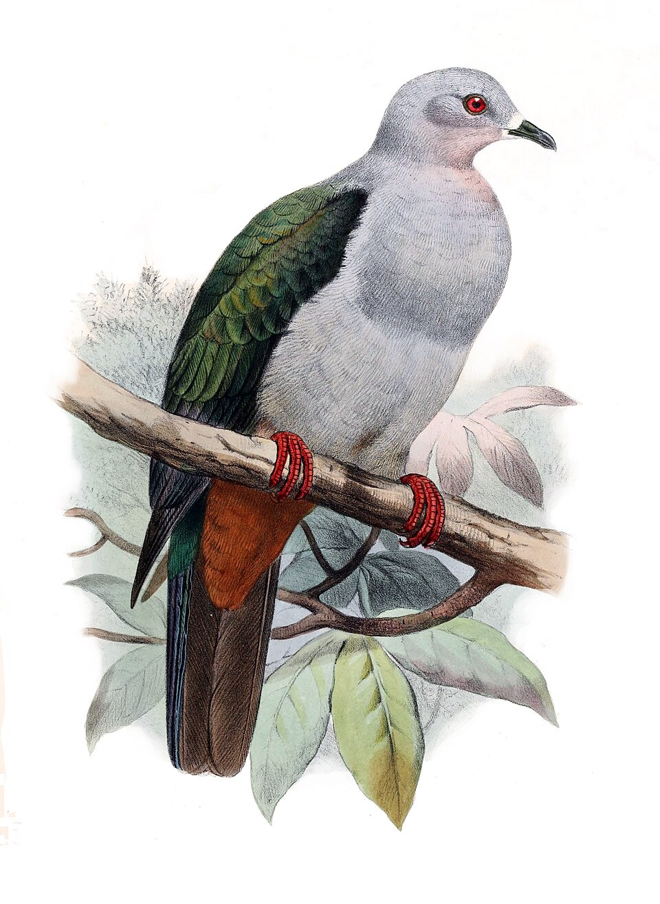 Island Imperial-Pigeon