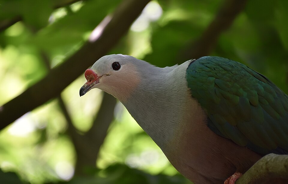 Red-knobbed Imperial-Pigeon