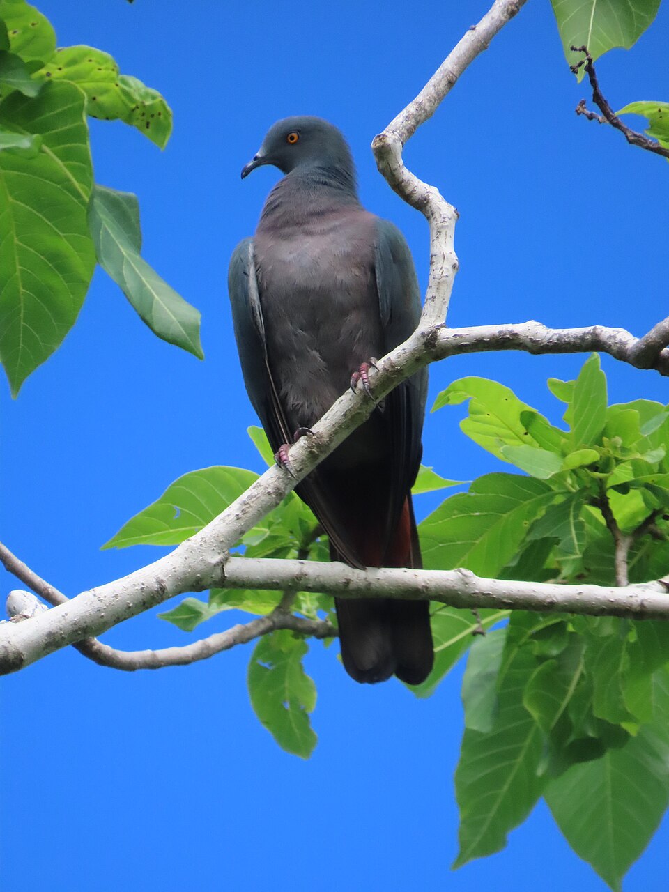 Christmas Island Imperial-Pigeon