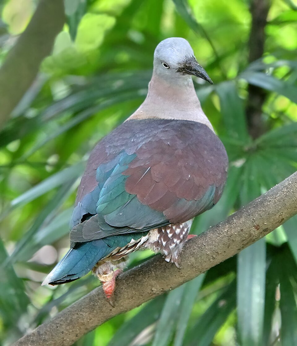 Zoe Imperial-Pigeon