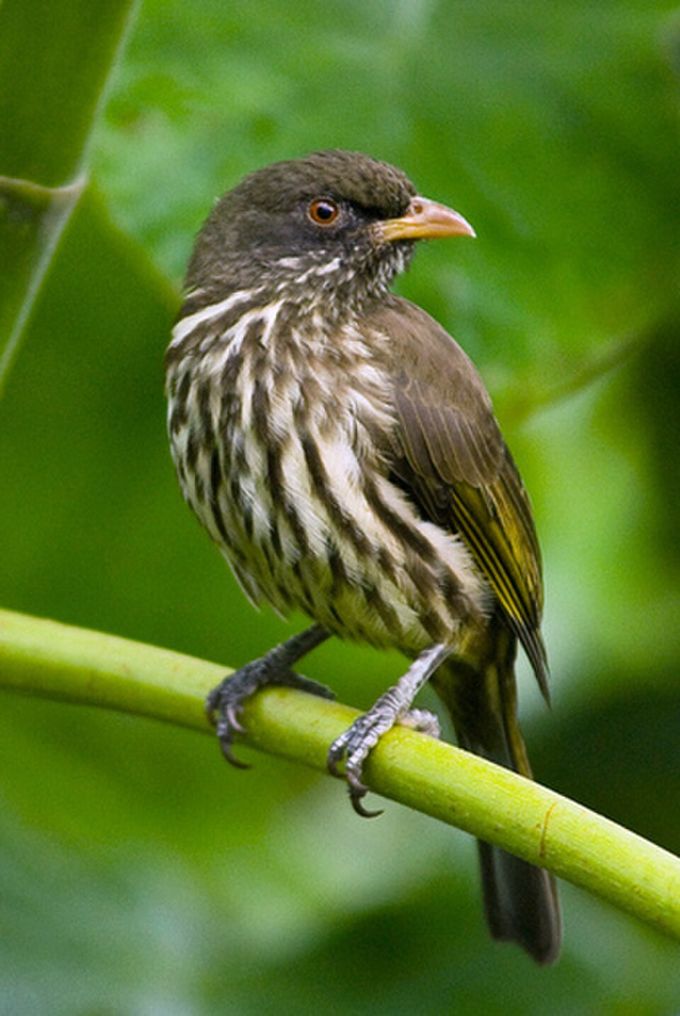 Palmchat