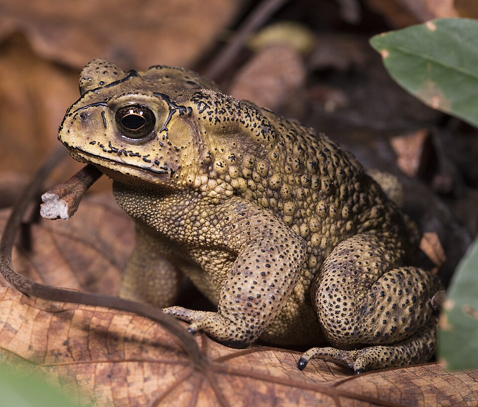 Common Sunda Toad