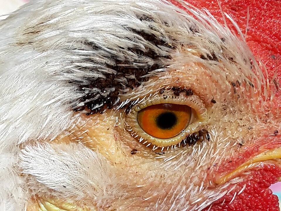 Tropical Bird Flea