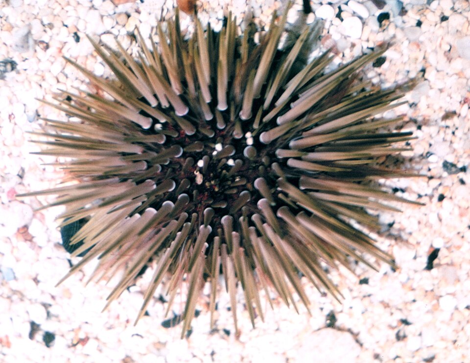 rock-boring urchin