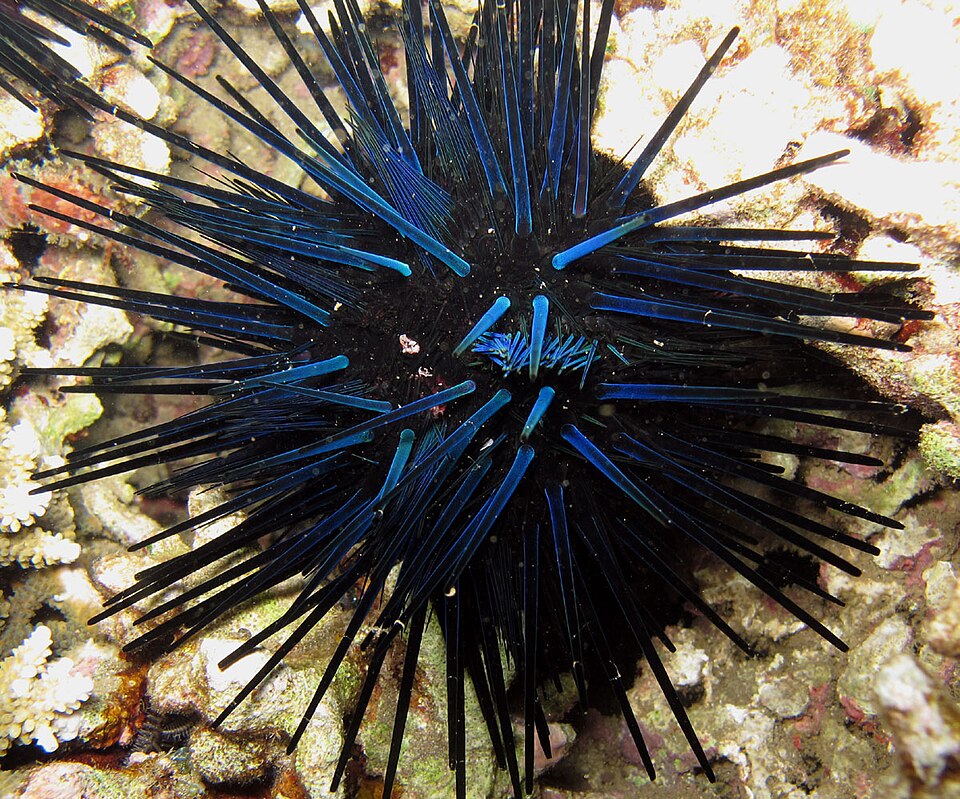 blue-black urchin