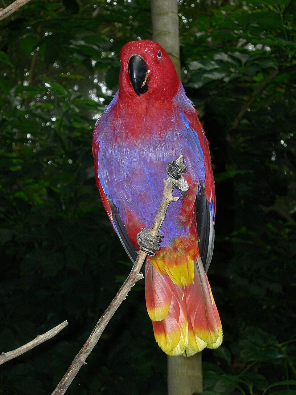 Eclectus Parrot