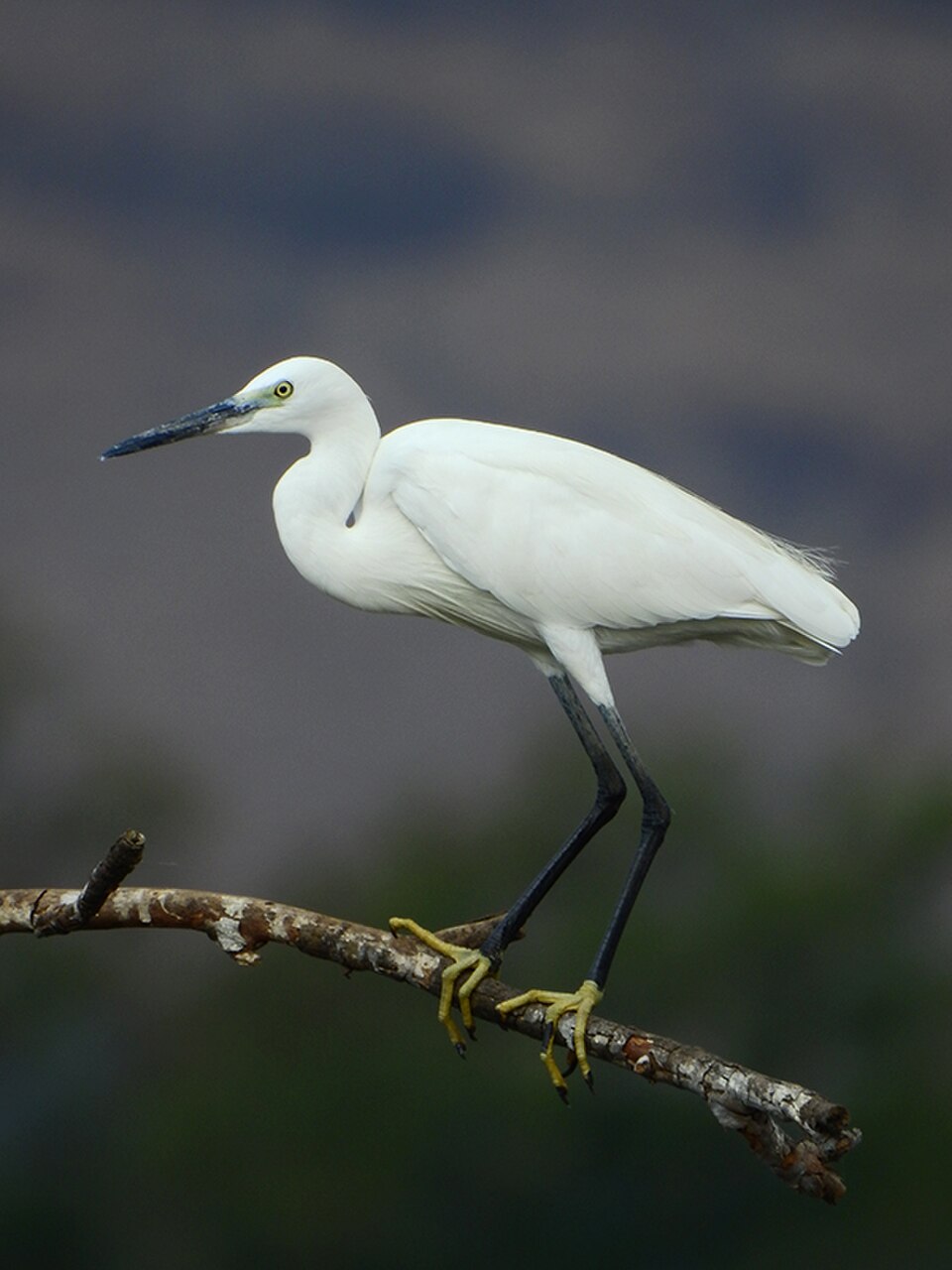 Little Egret/Western Reef-Heron
