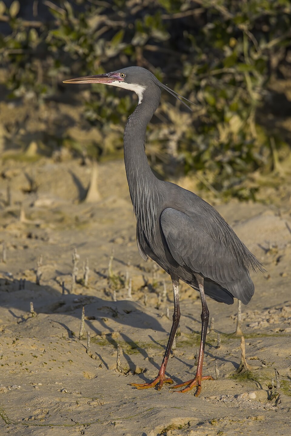 Western Reef-Heron