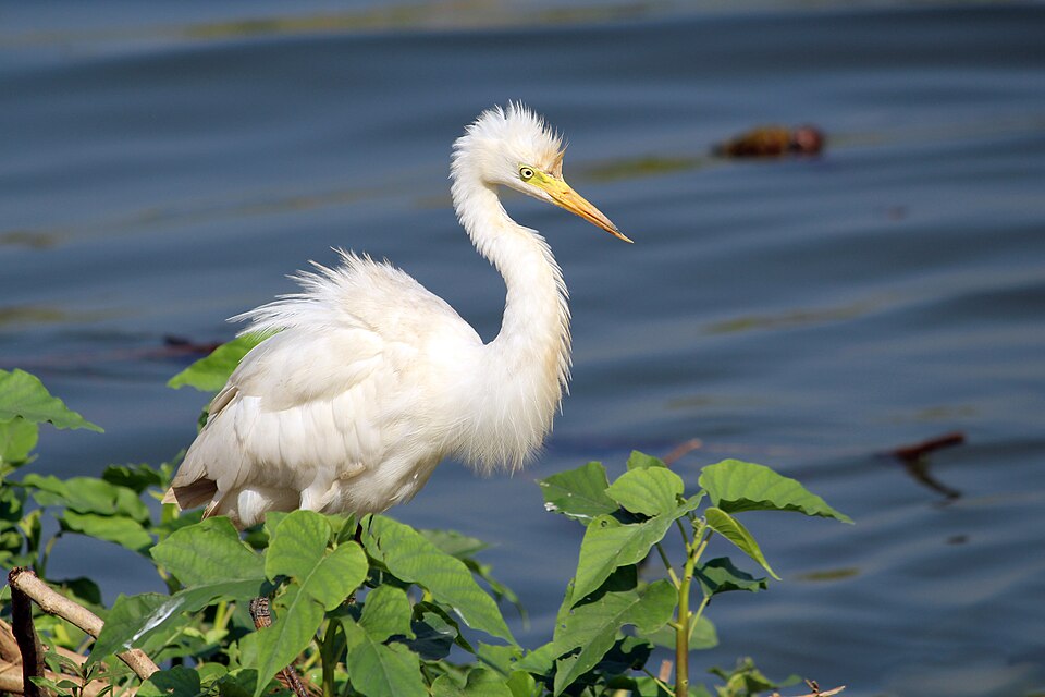 intermediate egret