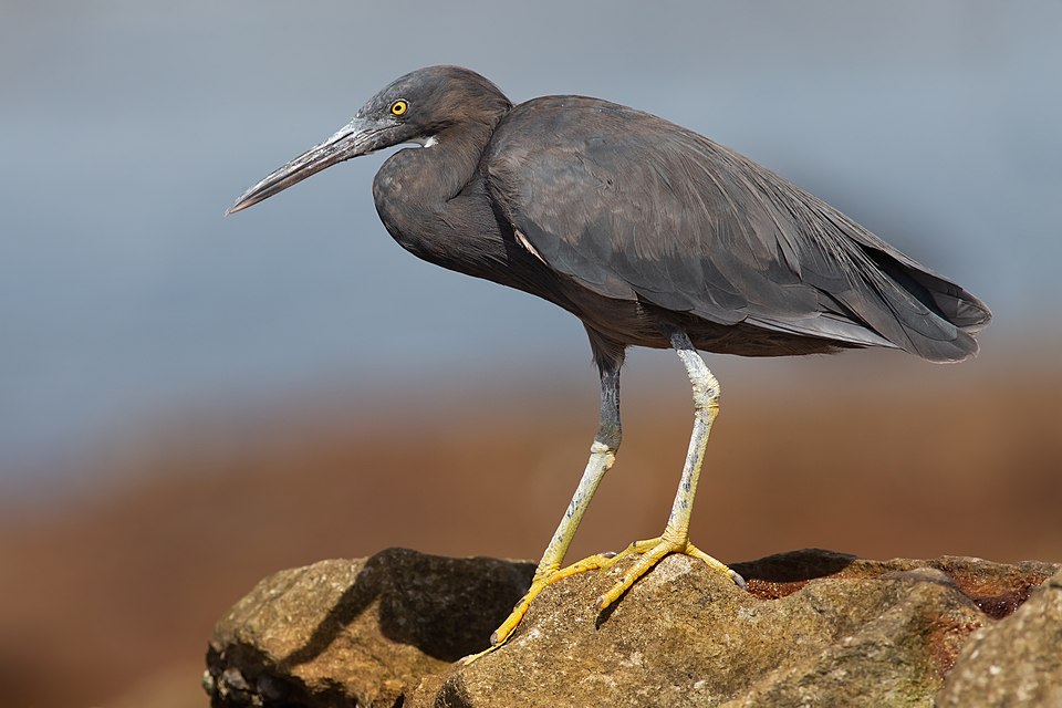 Pacific Reef-Heron