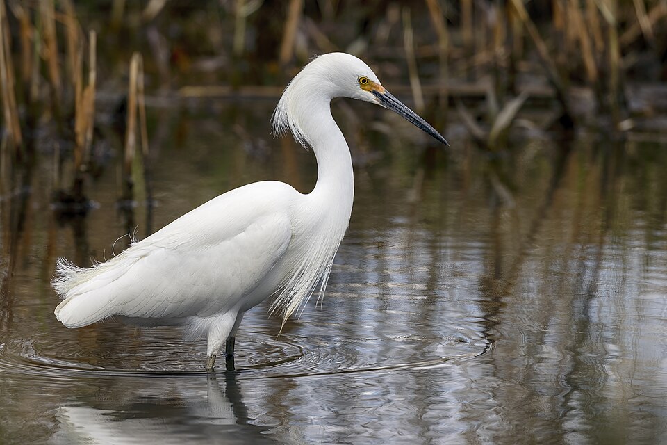Snowy Egret