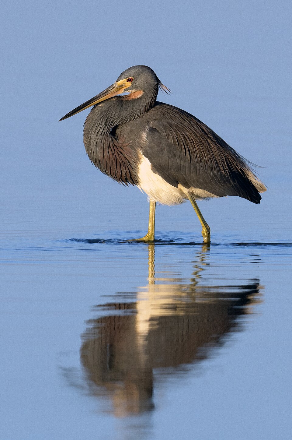 Tricolored Heron