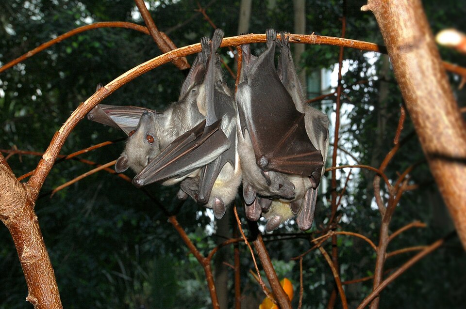 Straw-coloured fruit bat