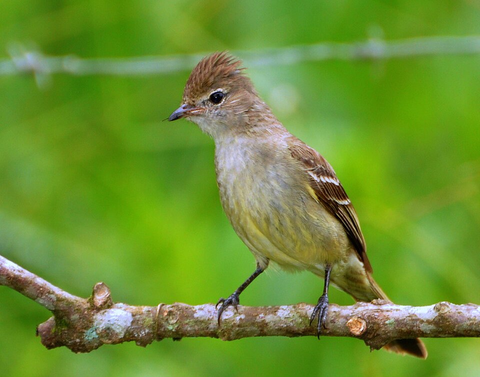 Yellow-bellied Elaenia