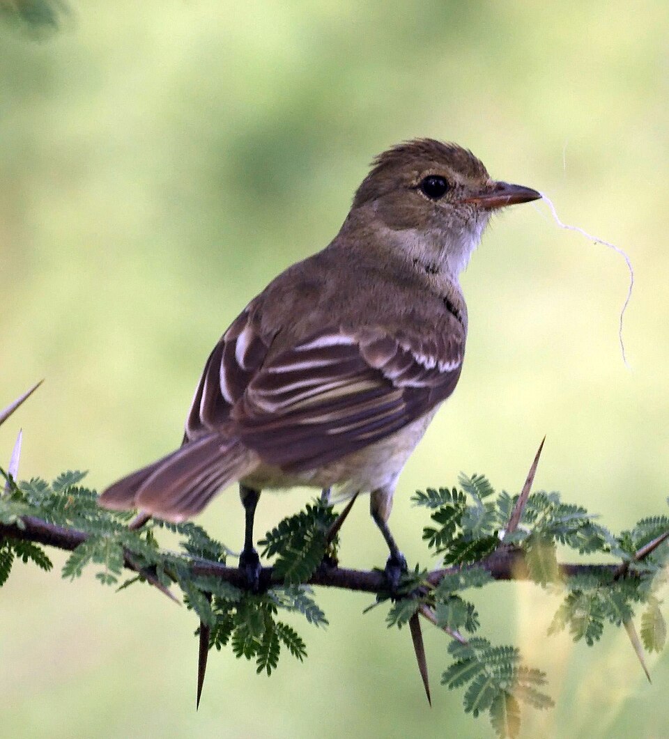 Caribbean Elaenia