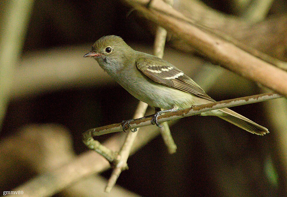 Small-billed Elaenia