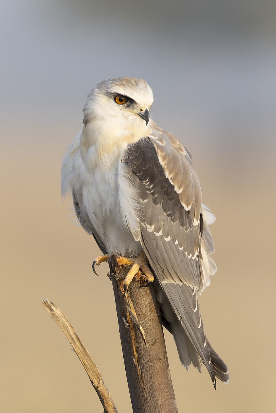 Black-shouldered Kite