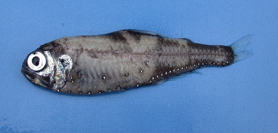 Antarctic lanternfish