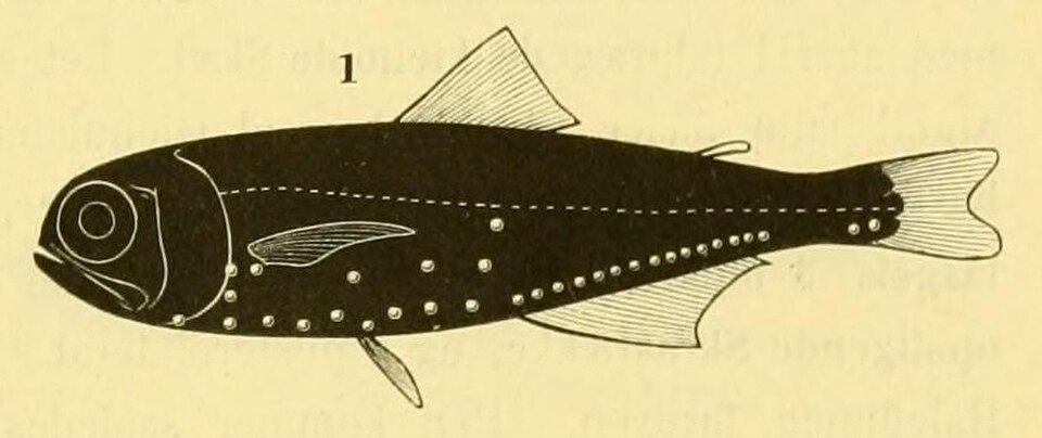 Rough lanternfish
