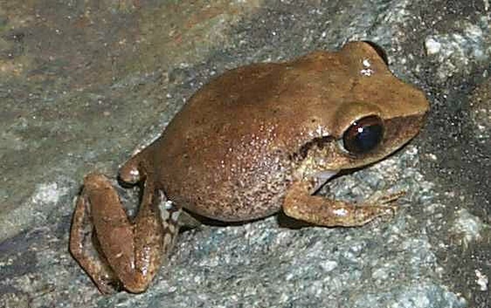 Antillean Coqui