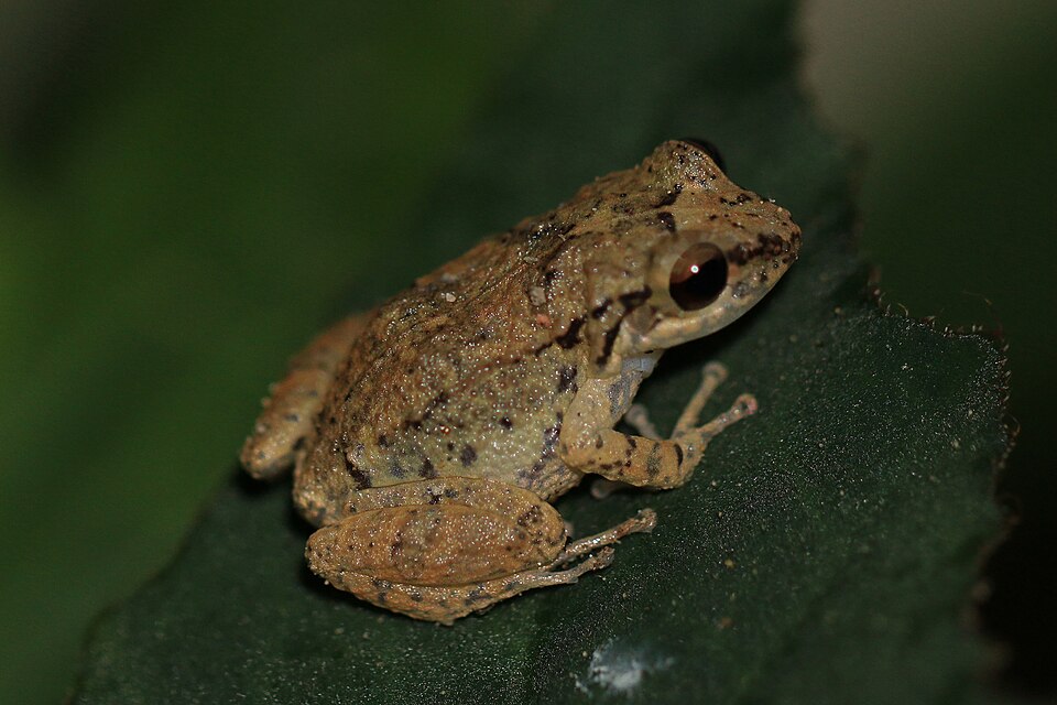 Lesser Antillean whistling frog