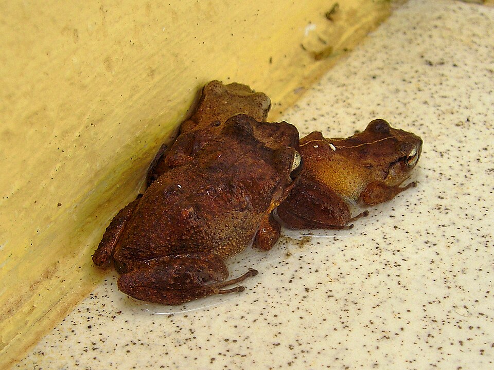 Martinique Robber frog