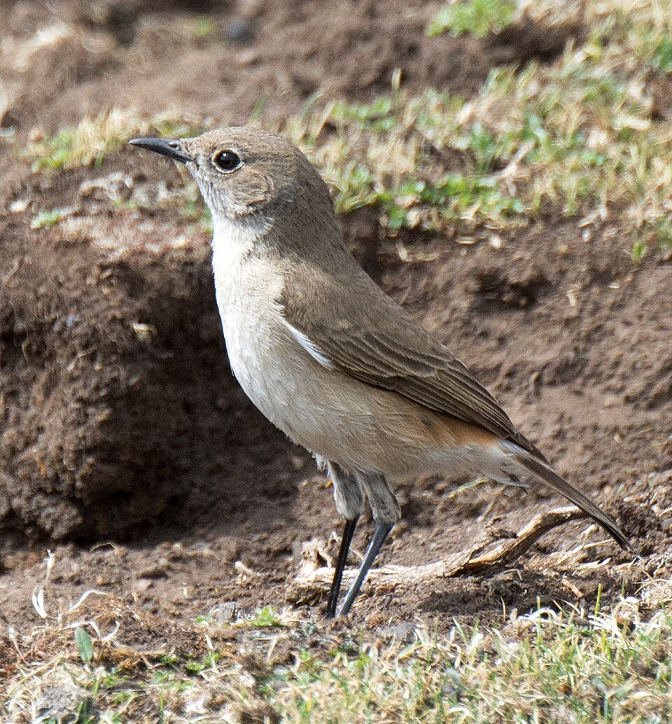 Sickle-winged Chat