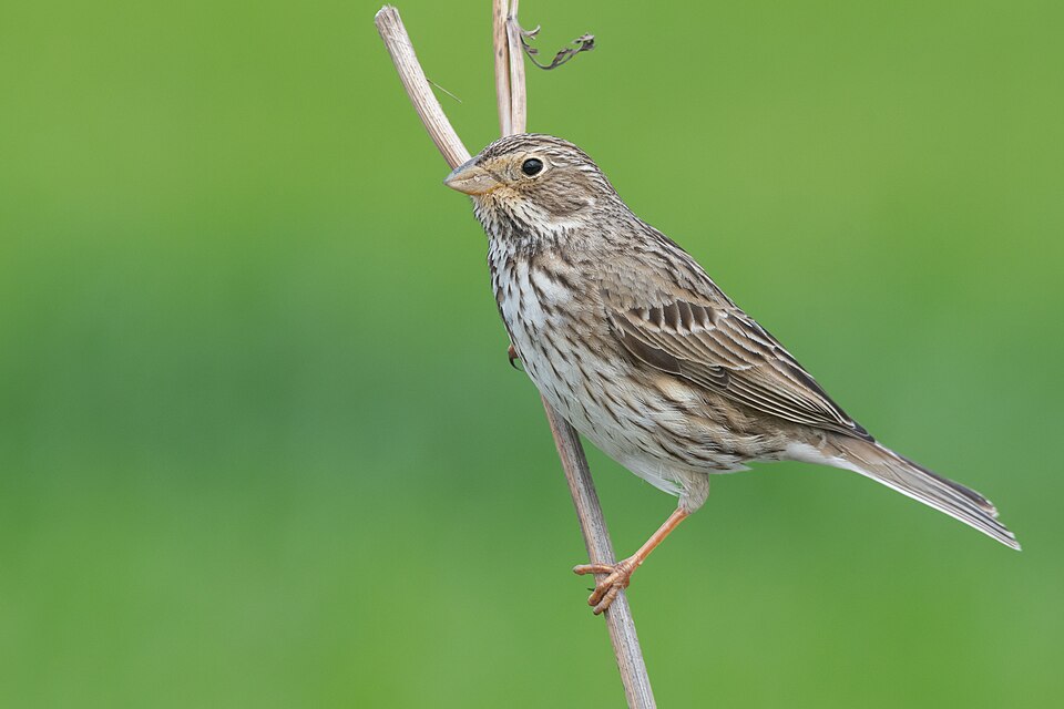 corn bunting