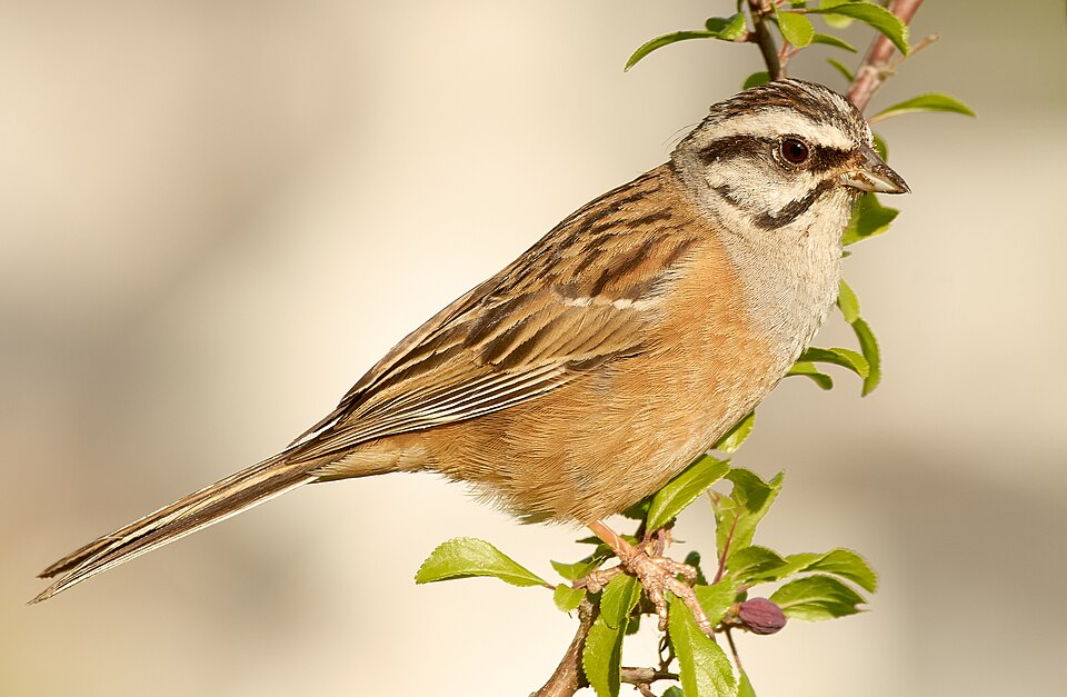 Rock Bunting