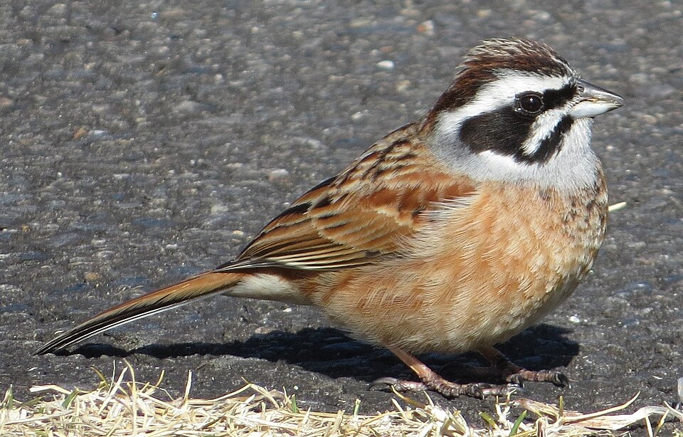 Meadow Bunting
