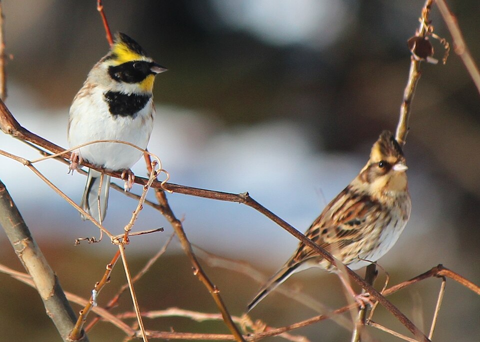 Yellow-throated Bunting