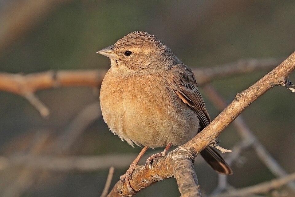 Lark-like Bunting