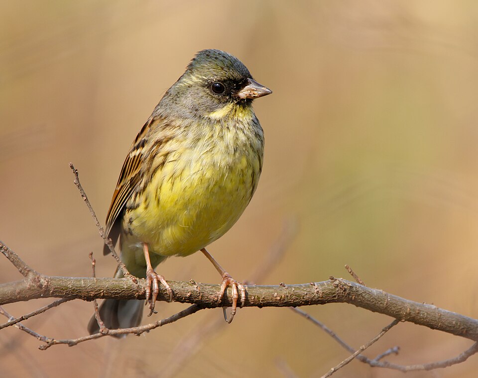 Masked Bunting