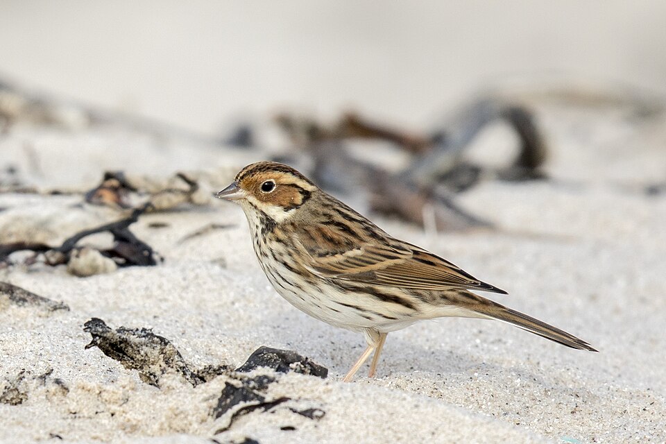 Little Bunting