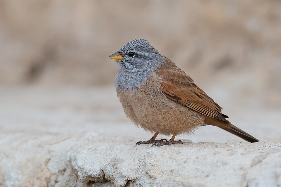 House Bunting