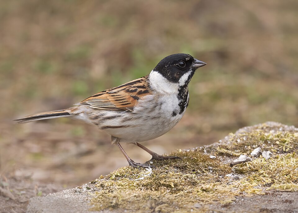 Reed Bunting