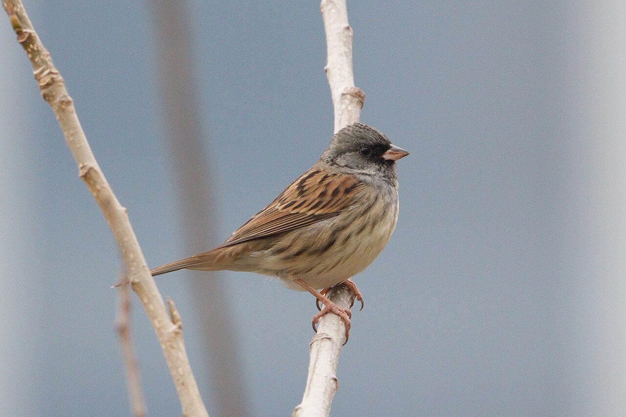 Black-faced Bunting