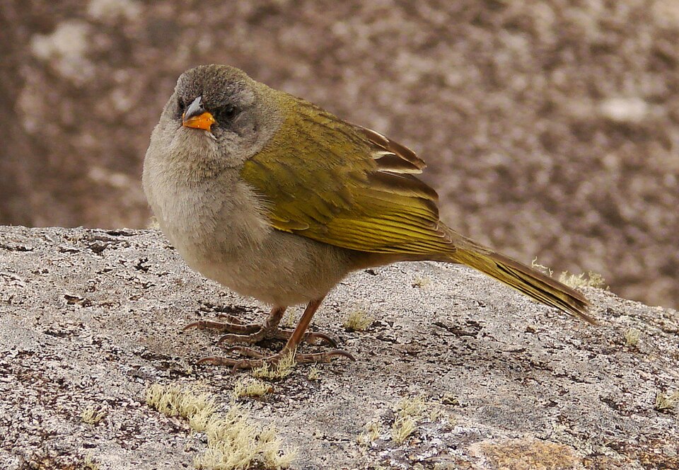 Great Pampa-Finch